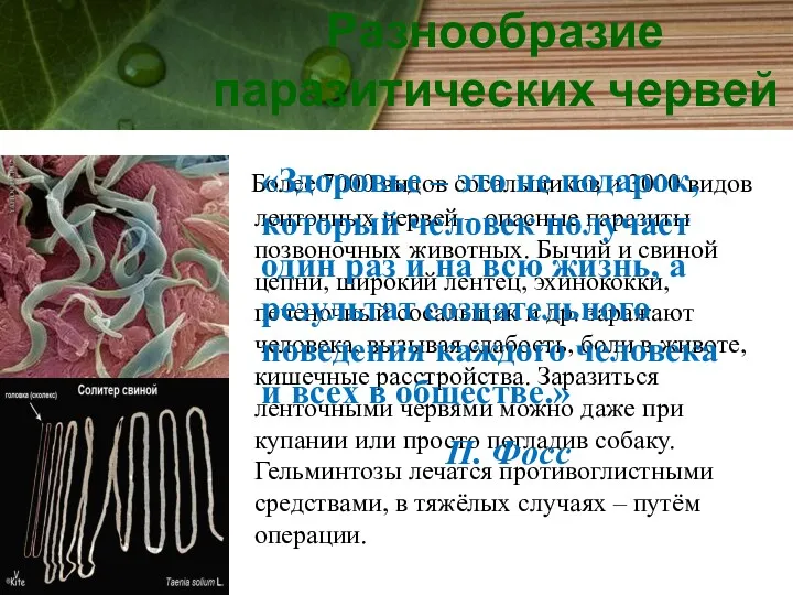 Более 7000 видов сосальщиков и 3000 видов ленточных червей –