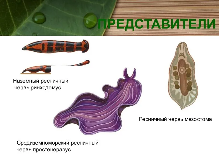 Наземный ресничный червь ринходемус Ресничный червь мезостома Средиземноморский ресничный червь простецераэус ПРЕДСТАВИТЕЛИ