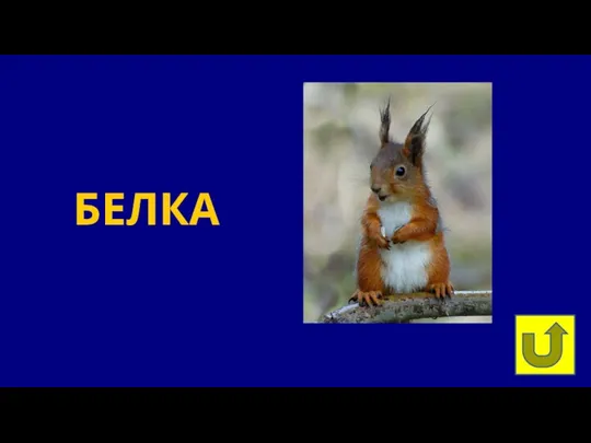 БЕЛКА