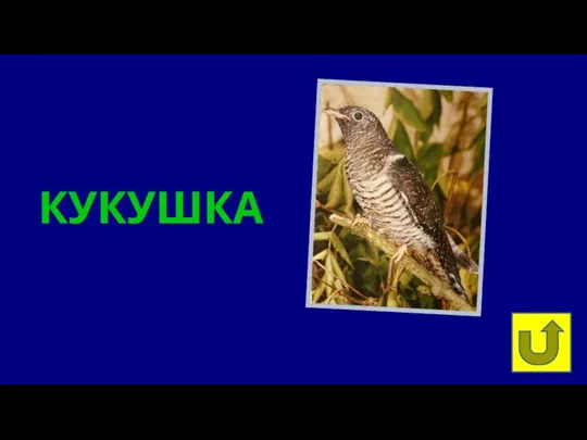 КУКУШКА