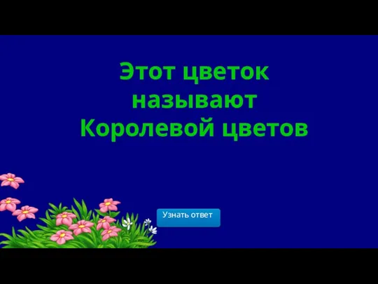 Этот цветок называют Королевой цветов