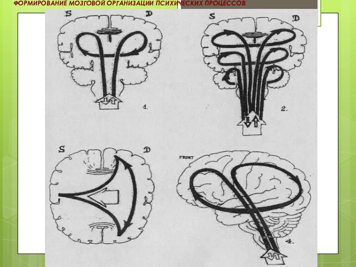 ФОРМИРОВАНИЕ МОЗГОВОЙ ОРГАНИЗАЦИИ ПСИХИЧЕСКИХ ПРОЦЕССОВ