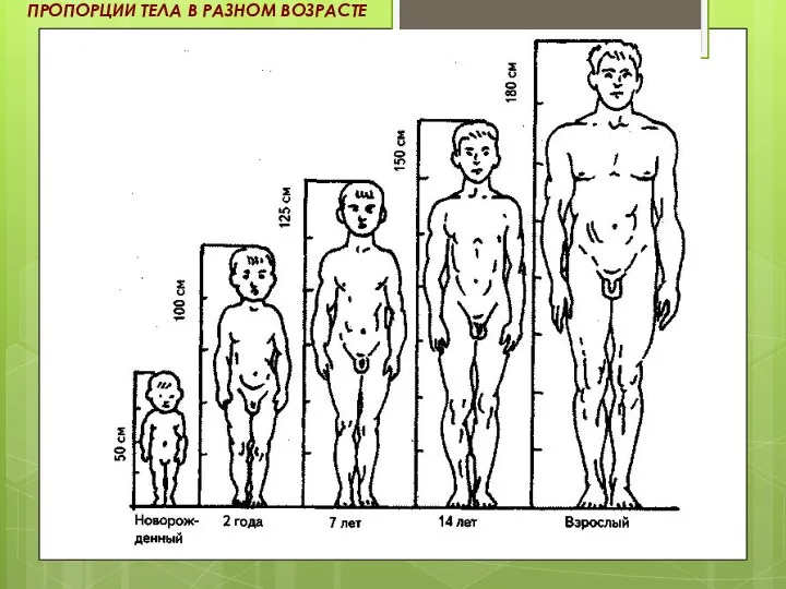 ПРОПОРЦИИ ТЕЛА В РАЗНОМ ВОЗРАСТЕ