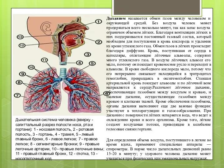 Дыхательная система человека (вверху - сагиттальный разрез полости носа, рта