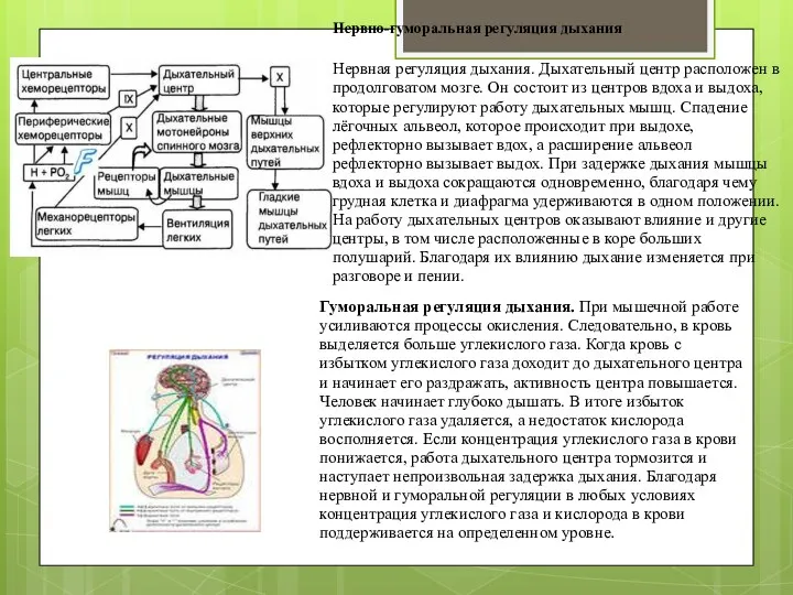 Нервно-гуморальная регуляция дыхания Нервная регуляция дыхания. Дыхательный центр расположен в