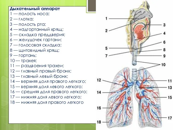 Дыхательный аппарат 1 — полость носа; 2 — глотка; 3