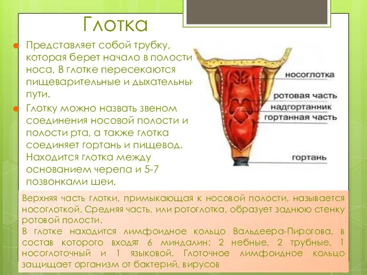 Глотка Представляет собой трубку, которая берет начало в полости носа.