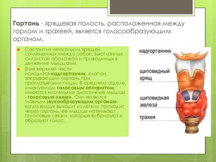 Гортань - хрящевая полость, расположенная между горлом и трахеей, является