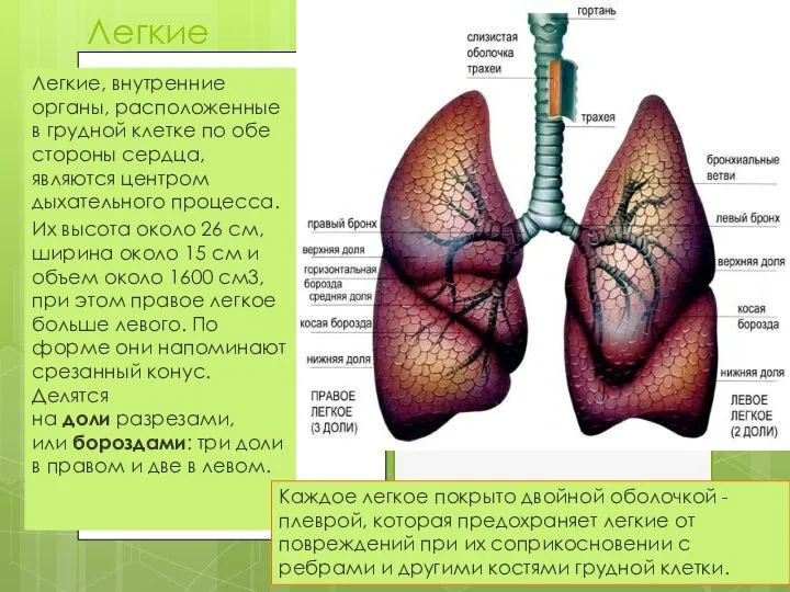 Легкие Легкие, внутренние органы, расположенные в грудной клетке по обе