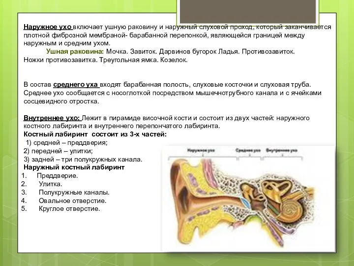 Наружное ухо включает ушную раковину и наружный слуховой проход, который