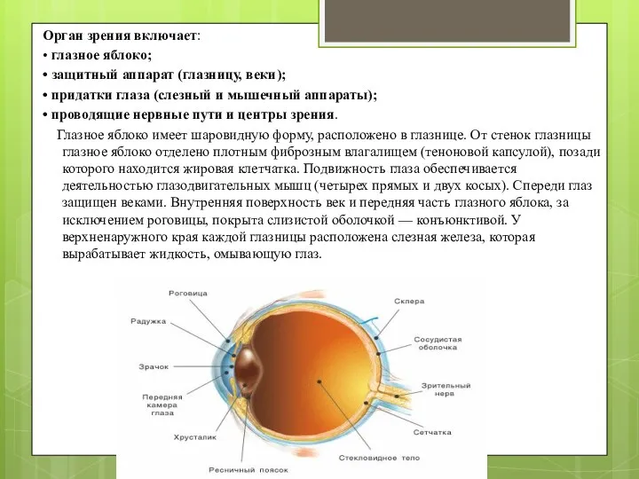 Орган зрения включает: • глазное яблоко; • защитный аппарат (глазницу,
