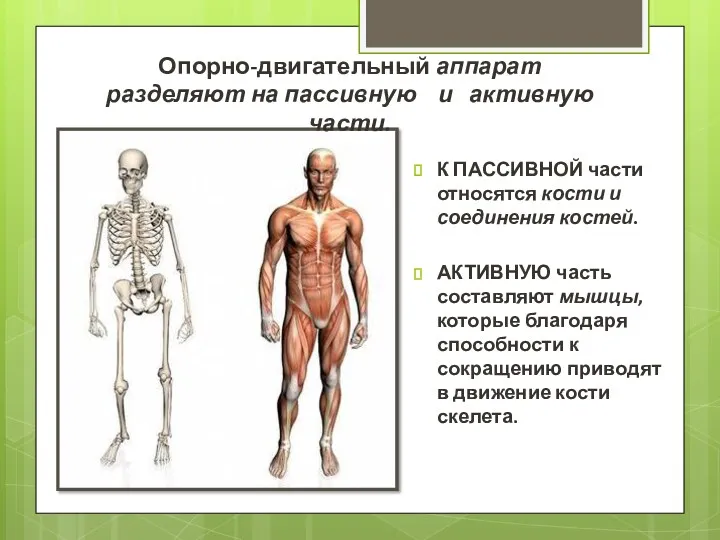 К ПАССИВНОЙ части относятся кости и соединения костей. АКТИВНУЮ часть
