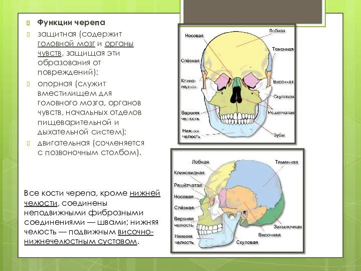 Функции черепа защитная (содержит головной мозг и органы чувств, защищая