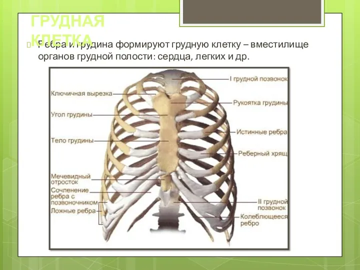 Ребра и грудина формируют грудную клетку – вместилище органов грудной