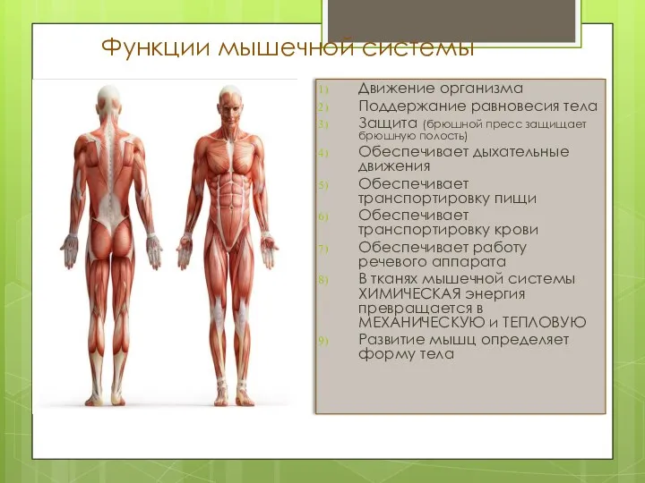 Функции мышечной системы Движение организма Поддержание равновесия тела Защита (брюшной