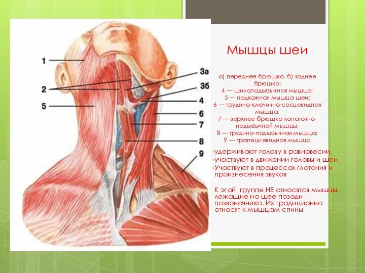 Мышцы шеи а) переднее брюшко, б) заднее брюшко; 4 —