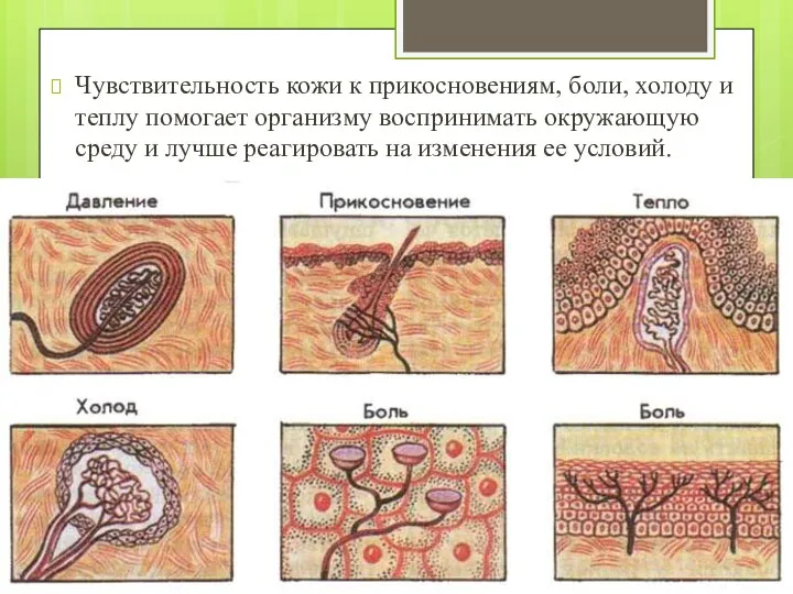 Чувствительность кожи к прикосновениям, боли, холоду и теплу помогает организму