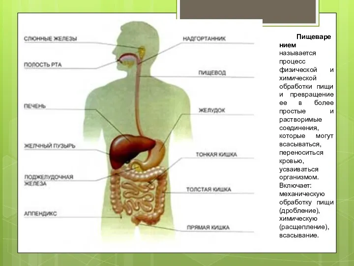 Пищеварением называется процесс физической и химической обработки пищи и превращение