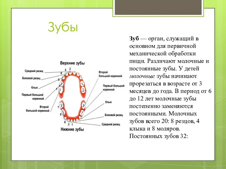 Зубы Зуб — орган, служащий в основном для первичной механической