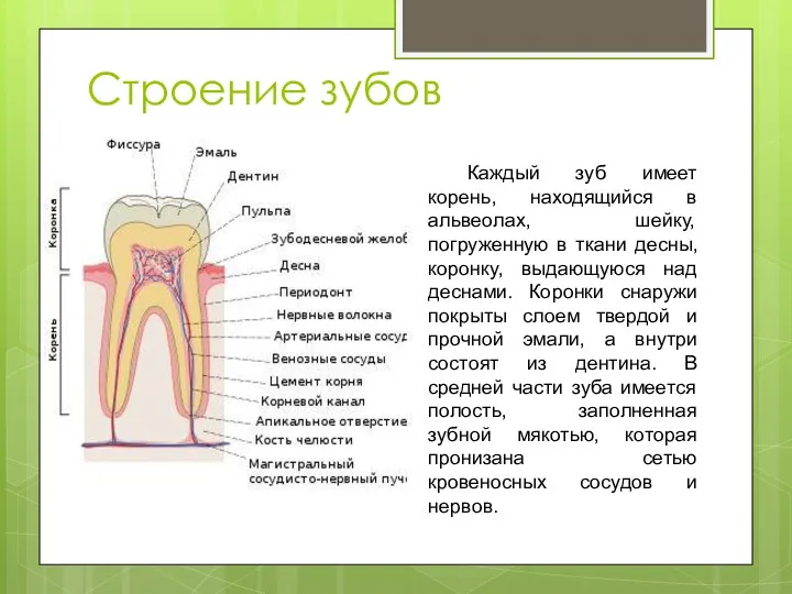 Строение зубов Каждый зуб имеет корень, находящийся в альвеолах, шейку,