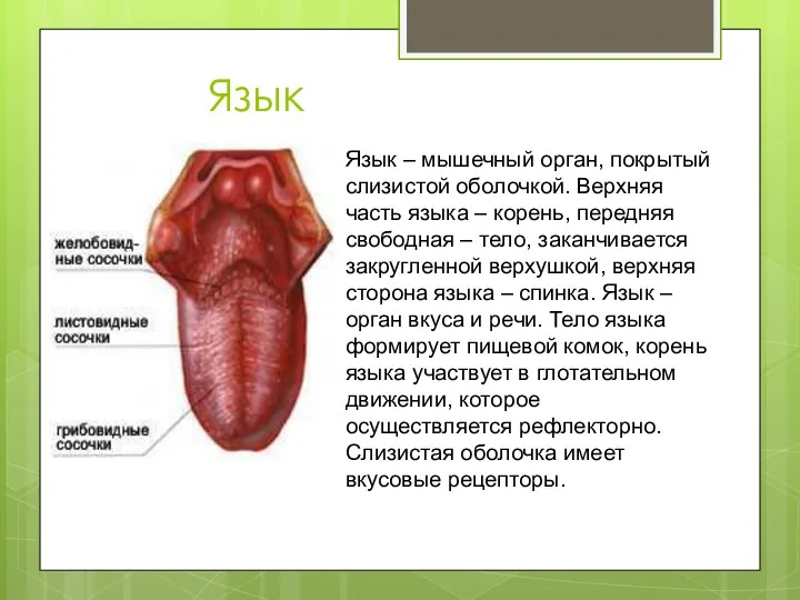 Язык Язык – мышечный орган, покрытый слизистой оболочкой. Верхняя часть