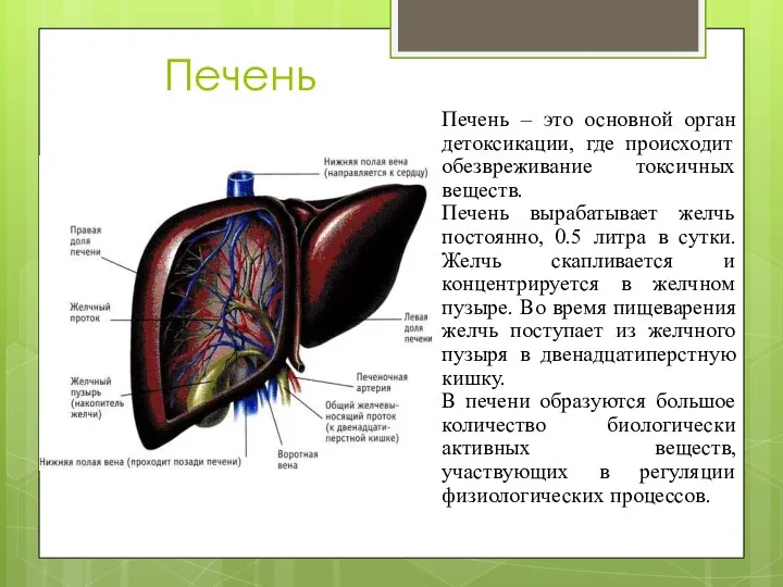 Печень Печень – это основной орган детоксикации, где происходит обезвреживание