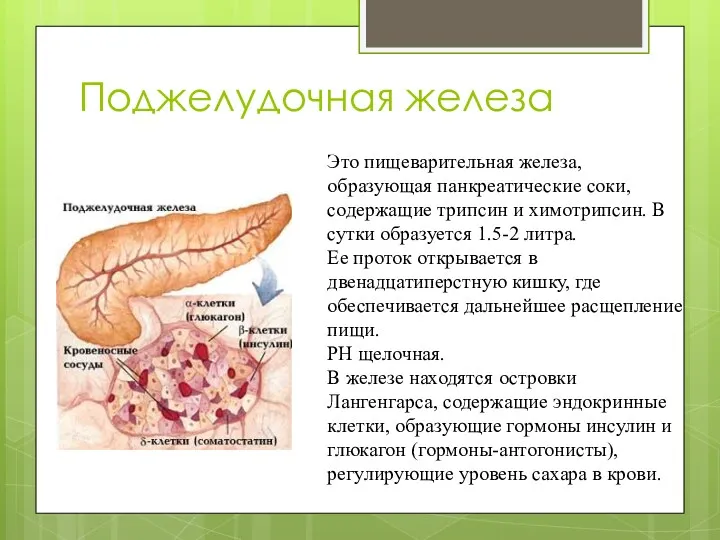 Поджелудочная железа Это пищеварительная железа, образующая панкреатические соки, содержащие трипсин