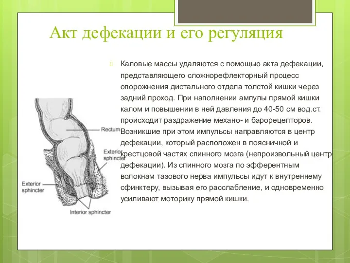 Акт дефекации и его регуляция Каловые массы удаляются с помощью