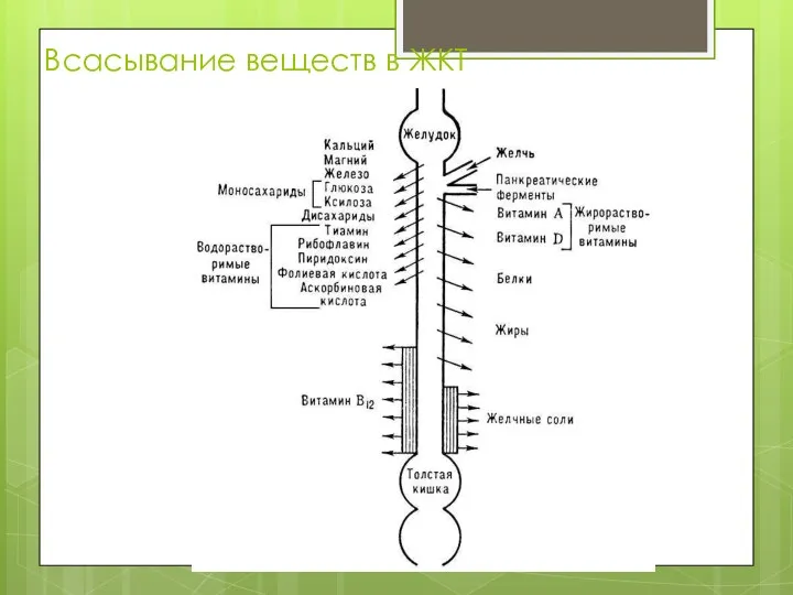 Всасывание веществ в ЖКТ