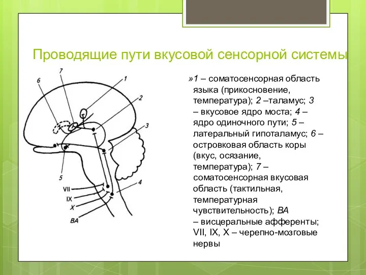 Проводящие пути вкусовой сенсорной системы 1 – соматосенсорная область языка