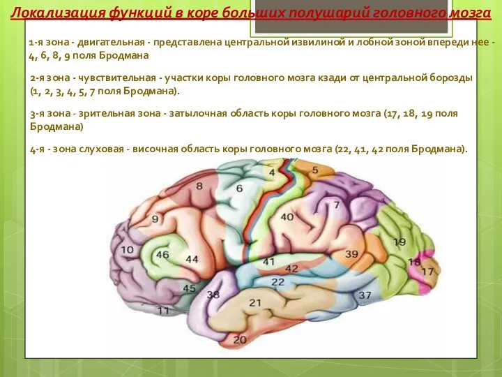 1-я зона - двигательная - представлена центральной извилиной и лобной