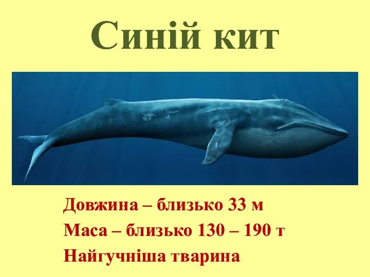 Синій кит Довжина – близько 33 м Маса – близько 130 – 190 т Найгучніша тварина
