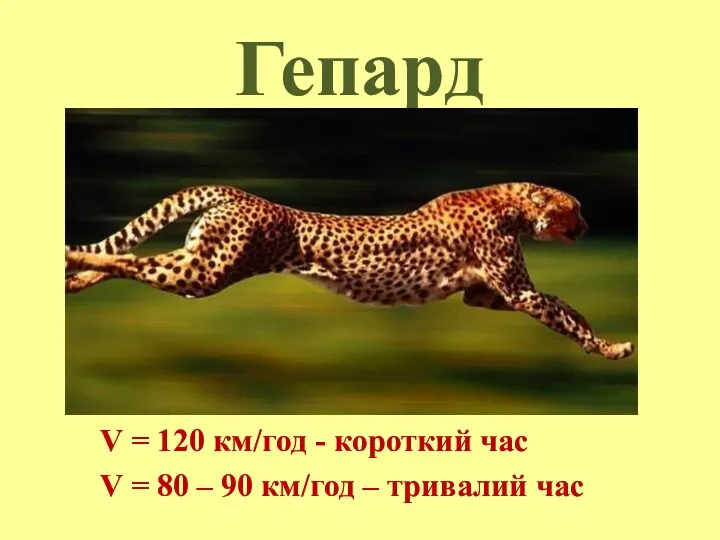 Гепард V = 120 км/год - короткий час V =