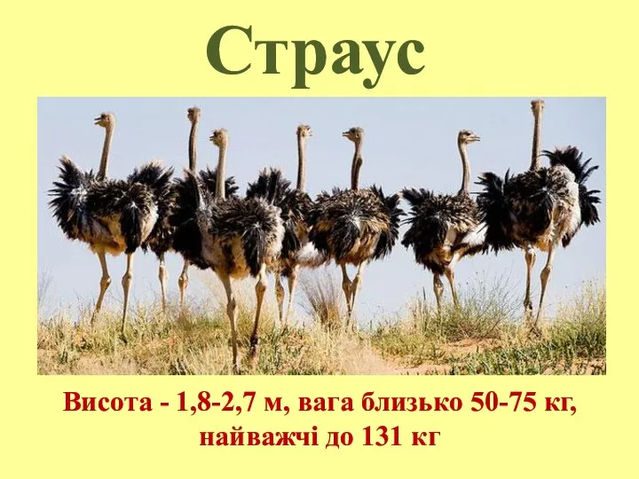 Страус Висота - 1,8-2,7 м, вага близько 50-75 кг, найважчі до 131 кг