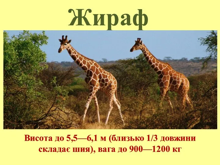 Жираф Висота до 5,5—6,1 м (близько 1/3 довжини складає шия), вага до 900—1200 кг