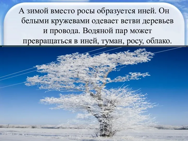 А зимой вместо росы образуется иней. Он белыми кружевами одевает ветви деревьев и