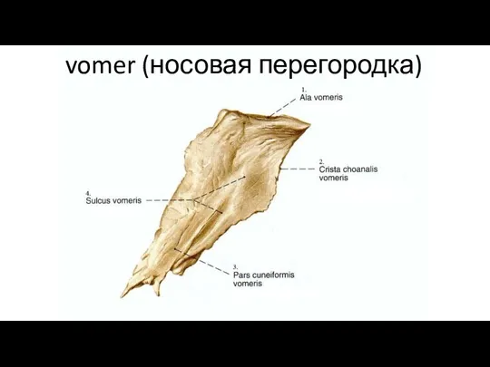 vomer (носовая перегородка)
