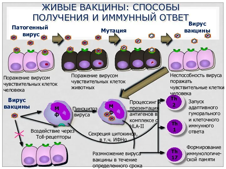 ЖИВЫЕ ВАКЦИНЫ: СПОСОБЫ ПОЛУЧЕНИЯ И ИММУННЫЙ ОТВЕТ Мф Мф Мутация