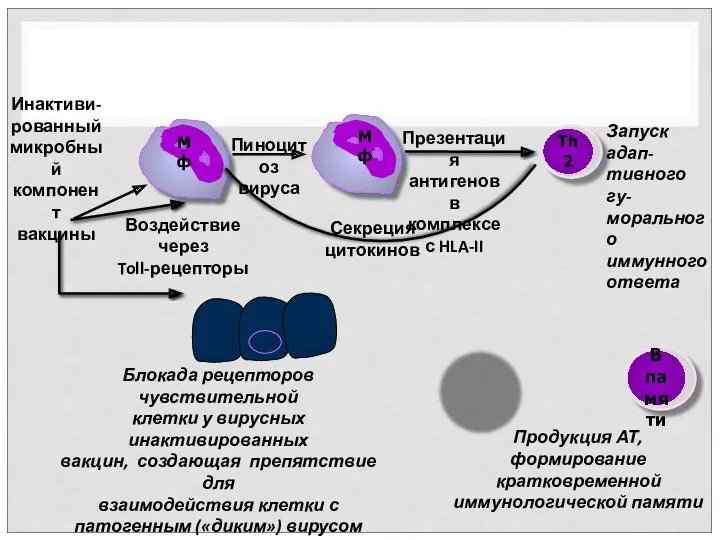 Инактиви- рованный микробный компонент вакцины Пиноцитоз вируса Воздействие через Toll-рецепторы