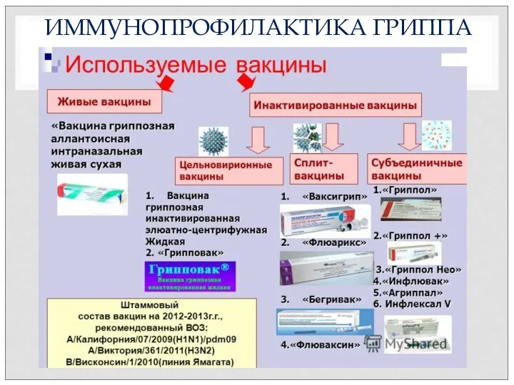 ИММУНОПРОФИЛАКТИКА ГРИППА