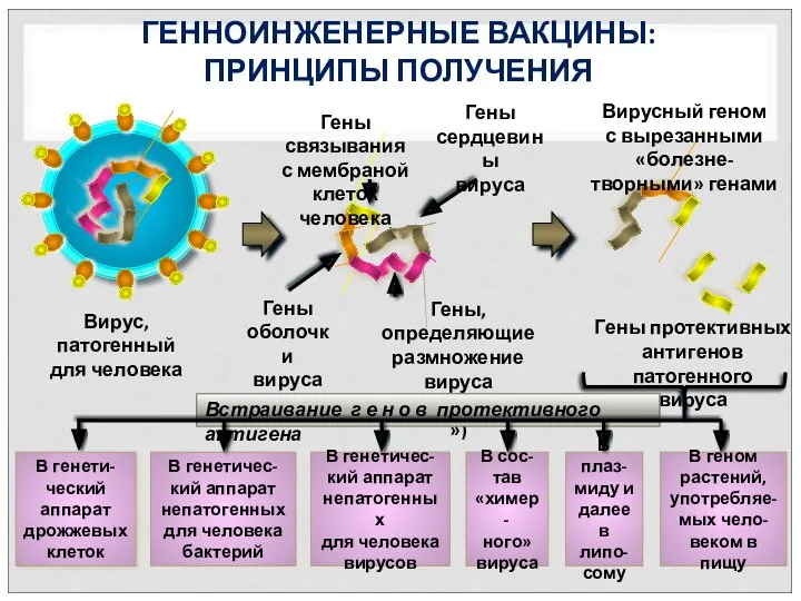 ГЕННОИНЖЕНЕРНЫЕ ВАКЦИНЫ: ПРИНЦИПЫ ПОЛУЧЕНИЯ Вирус, патогенный для человека Гены связывания