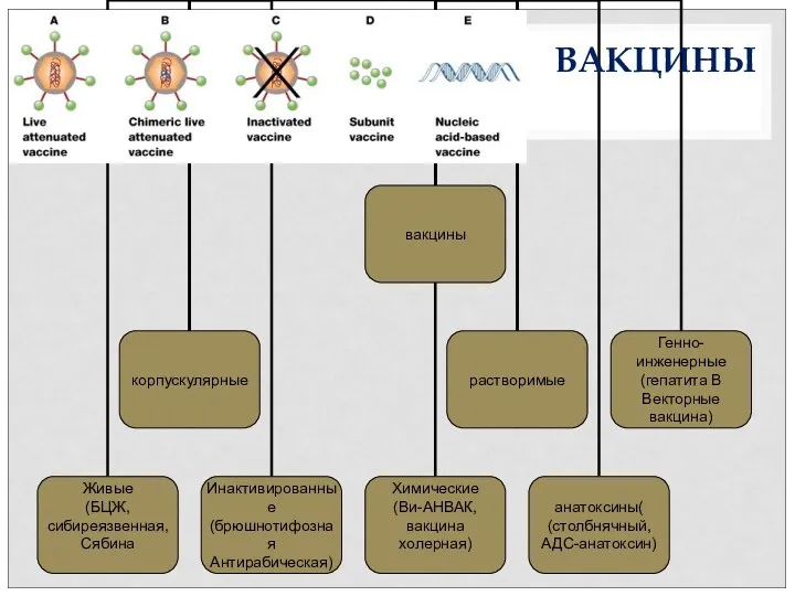 ВАКЦИНЫ ВАКЦИНЫ