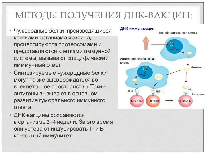 МЕТОДЫ ПОЛУЧЕНИЯ ДНК-ВАКЦИН: Чужеродные белки, производящиеся клетками организма-хозяина, процессируются протеосомами