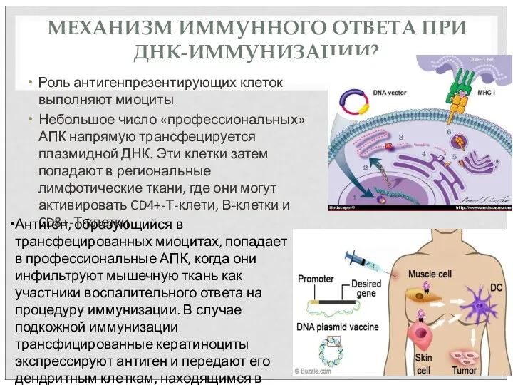 МЕХАНИЗМ ИММУННОГО ОТВЕТА ПРИ ДНК-ИММУНИЗАЦИИ? Роль антигенпрезентирующих клеток выполняют миоциты