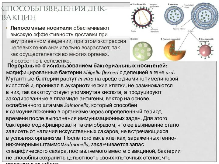 СПОСОБЫ ВВЕДЕНИЯ ДНК-ВАКЦИН Липосомные носители обеспечивают высокую эффективность доставки при