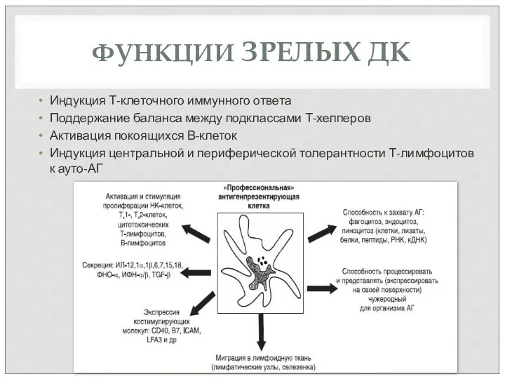 ФУНКЦИИ ЗРЕЛЫХ ДК Индукция Т-клеточного иммунного ответа Поддержание баланса между