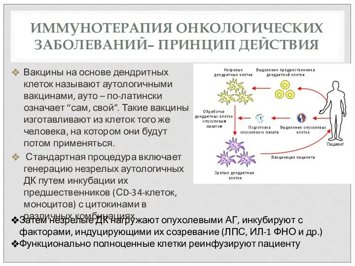 ИММУНОТЕРАПИЯ ОНКОЛОГИЧЕСКИХ ЗАБОЛЕВАНИЙ– ПРИНЦИП ДЕЙСТВИЯ Вакцины на основе дендритных клеток