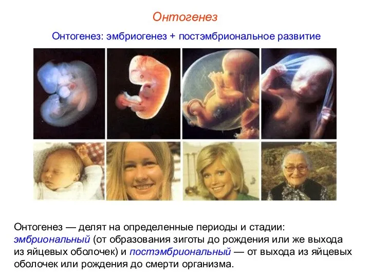Онтогенез Онтогенез: эмбриогенез + постэмбриональное развитие Онтогенез — делят на определенные периоды и