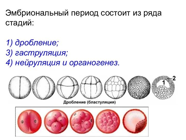 Эмбриональный период состоит из ряда стадий: 1) дробление; 3) гаструляция; 4) нейруляция и органогенез.