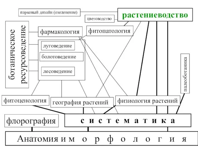 Анатомия и м о р ф о л о г